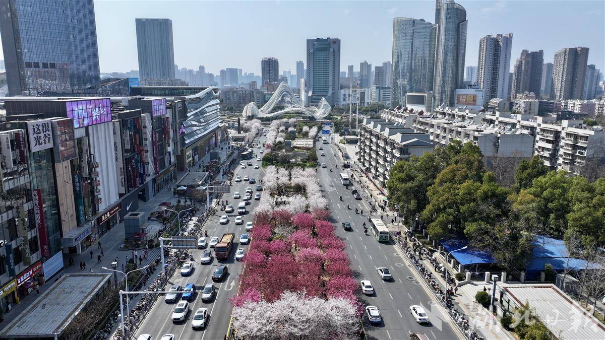 光谷广场早樱盛放 解锁江城春日浪漫