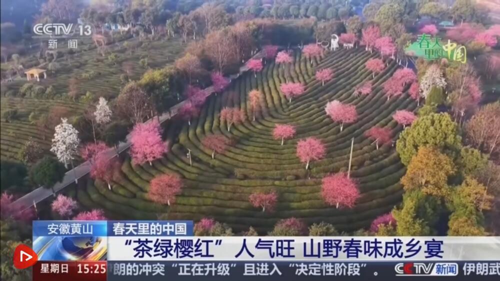  以茶为媒打造“茶旅融合”IP “时令宴+传统习俗”为茶乡振兴添新景