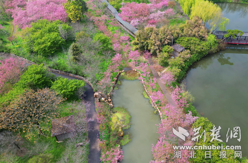  赴一场浪漫之约！沙洋樱花部落迎来赏花高峰