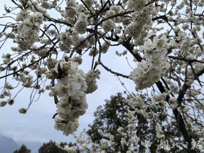  峡江樱花开 巴东春意浓