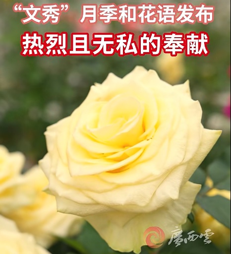“文秀”月季，要回百坭村了！