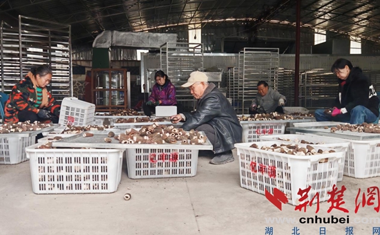 花棚“冒”菌伞，大冶火石村又多了一条致富特色路