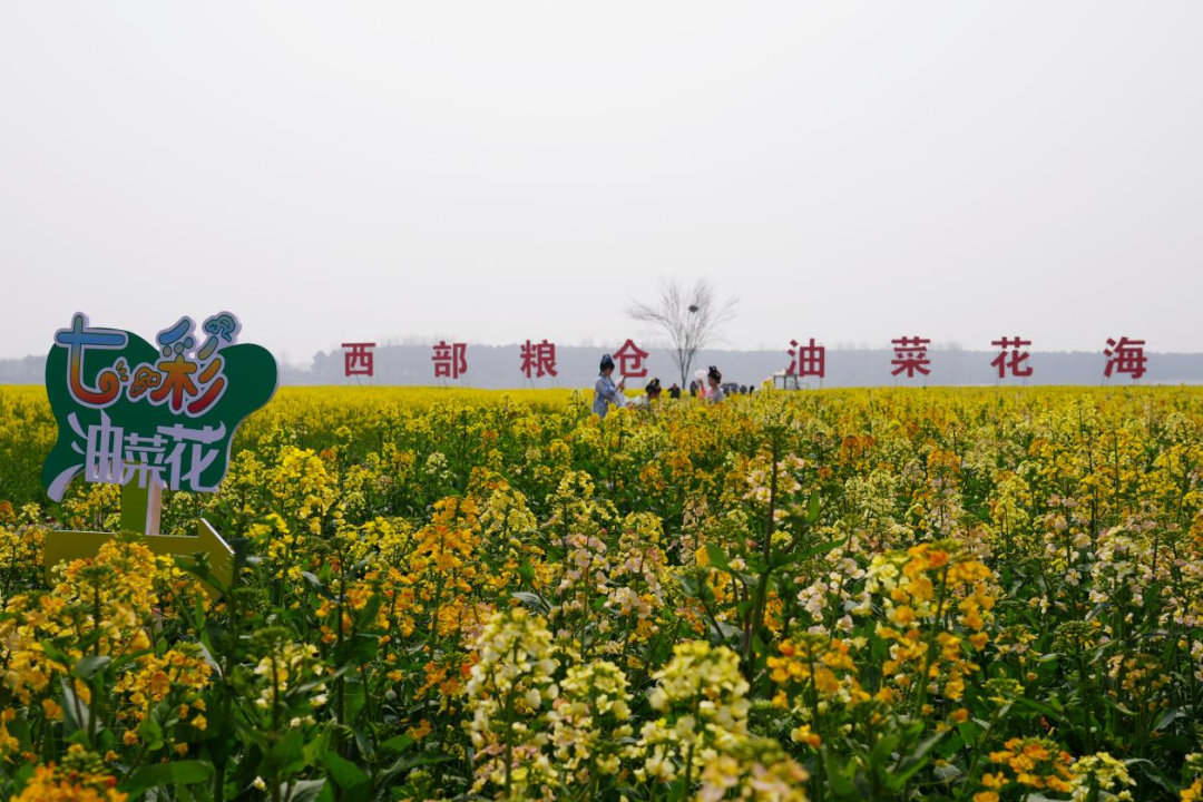  孝昌30万亩花海迎客来  遍地金黄醉游人