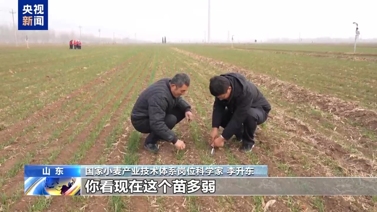 从“一根针”到一类苗 种粮大户的晚播麦“保卫战”