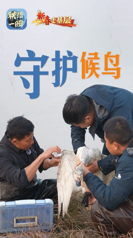 新春走基层·联播一瞬丨八年守护，让每一只候鸟都有温暖归途