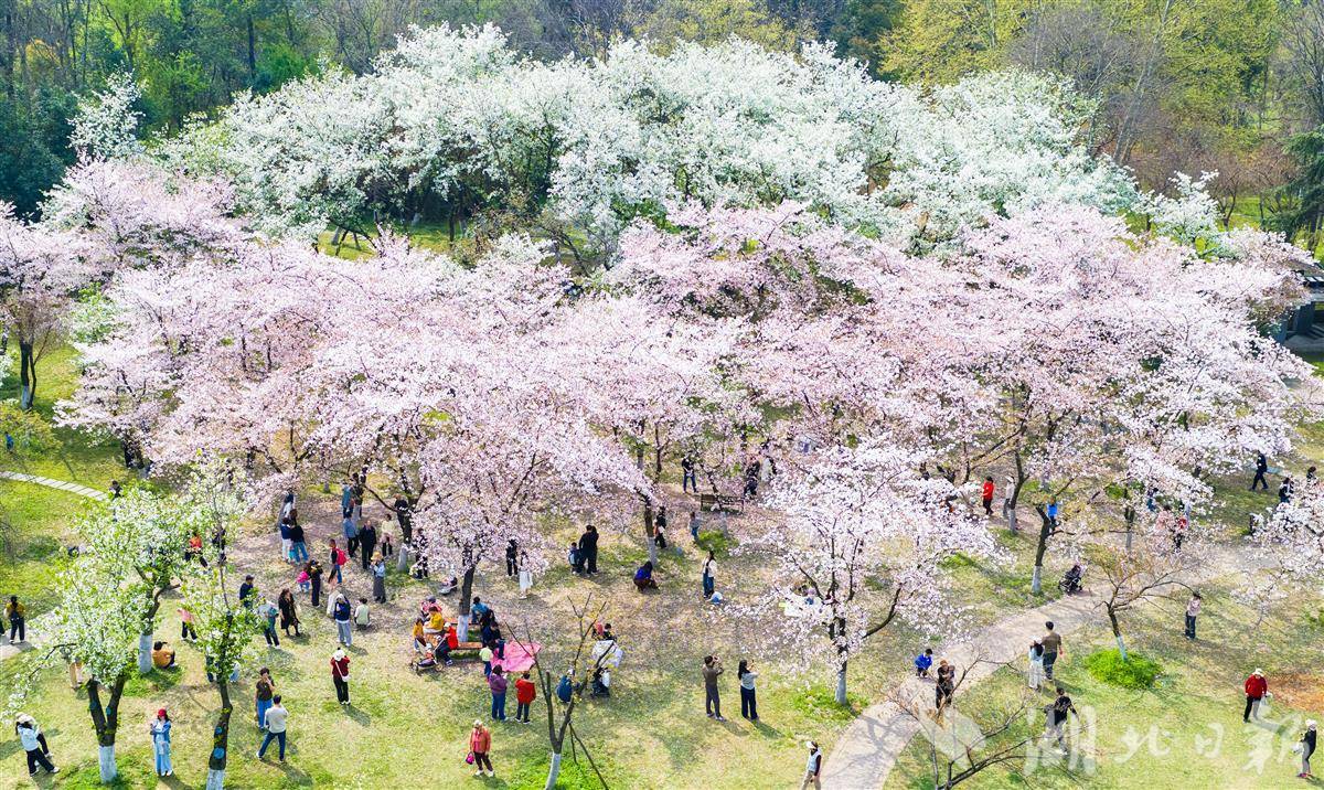 樱花树下慢时光！青山公园樱海如画