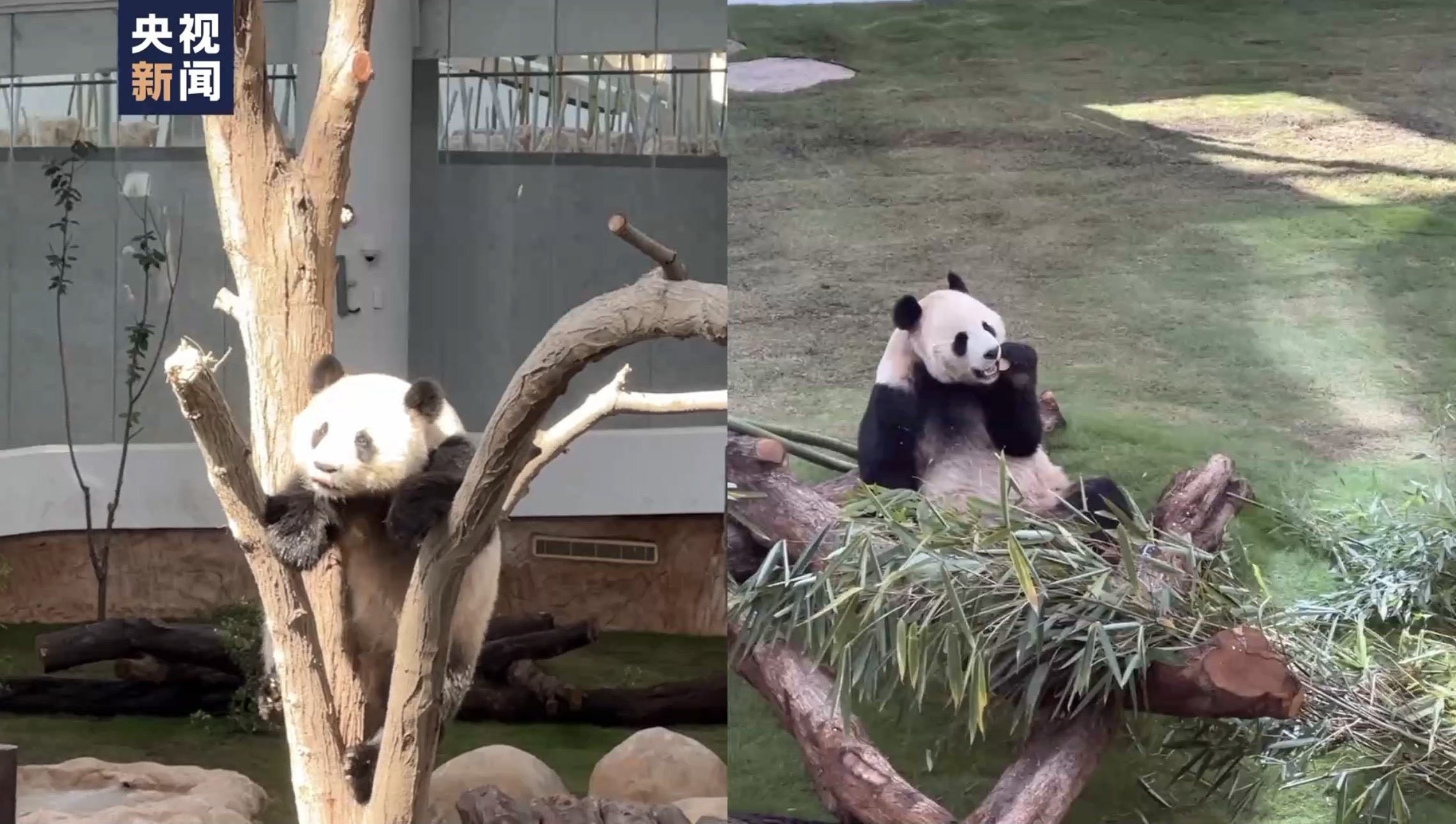  卡塔尔大熊猫馆负责人：大熊猫状况良好