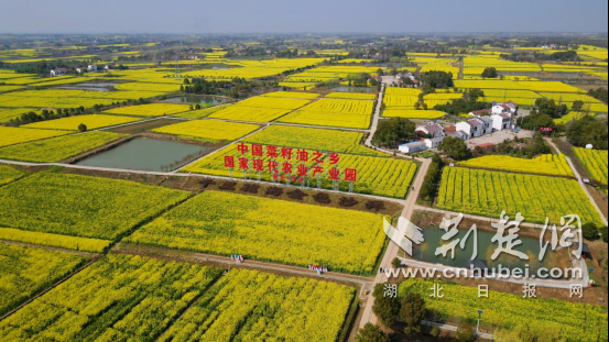 花漾荆楚 2026湖北油菜花节将于3月18日在沙洋启幕