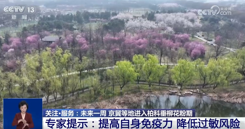 未来一周京冀等地进入柏科垂柳花粉期 易过敏人群如何科学防护？一起了解↓