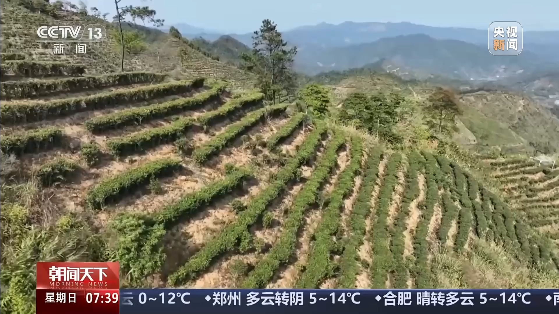  从修路到制茶 她让瑶寨飘出幸福香