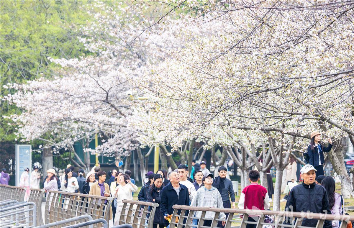  花开成海！武汉樱花本周迎来盛花期