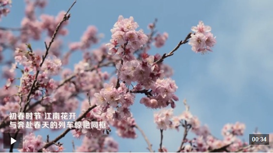 解锁春日之旅 限定版“花海列车”别错过