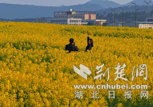  京山市百亩油菜花海喊你来打卡