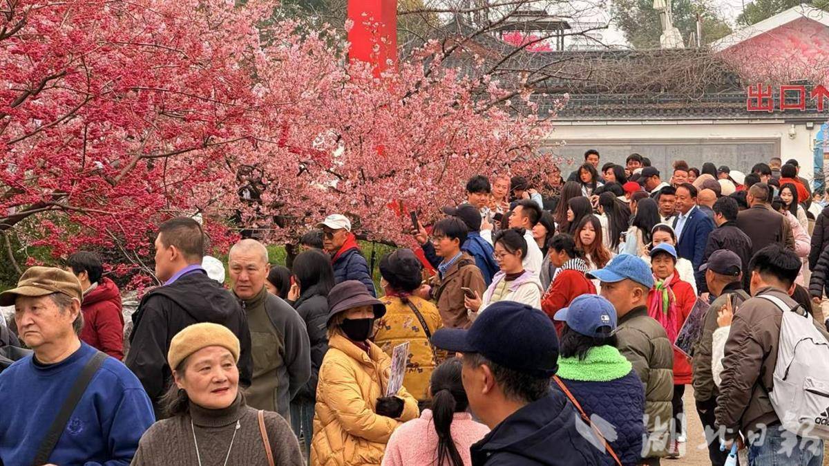 赏樱季首个周末，武汉迎来春日出游热