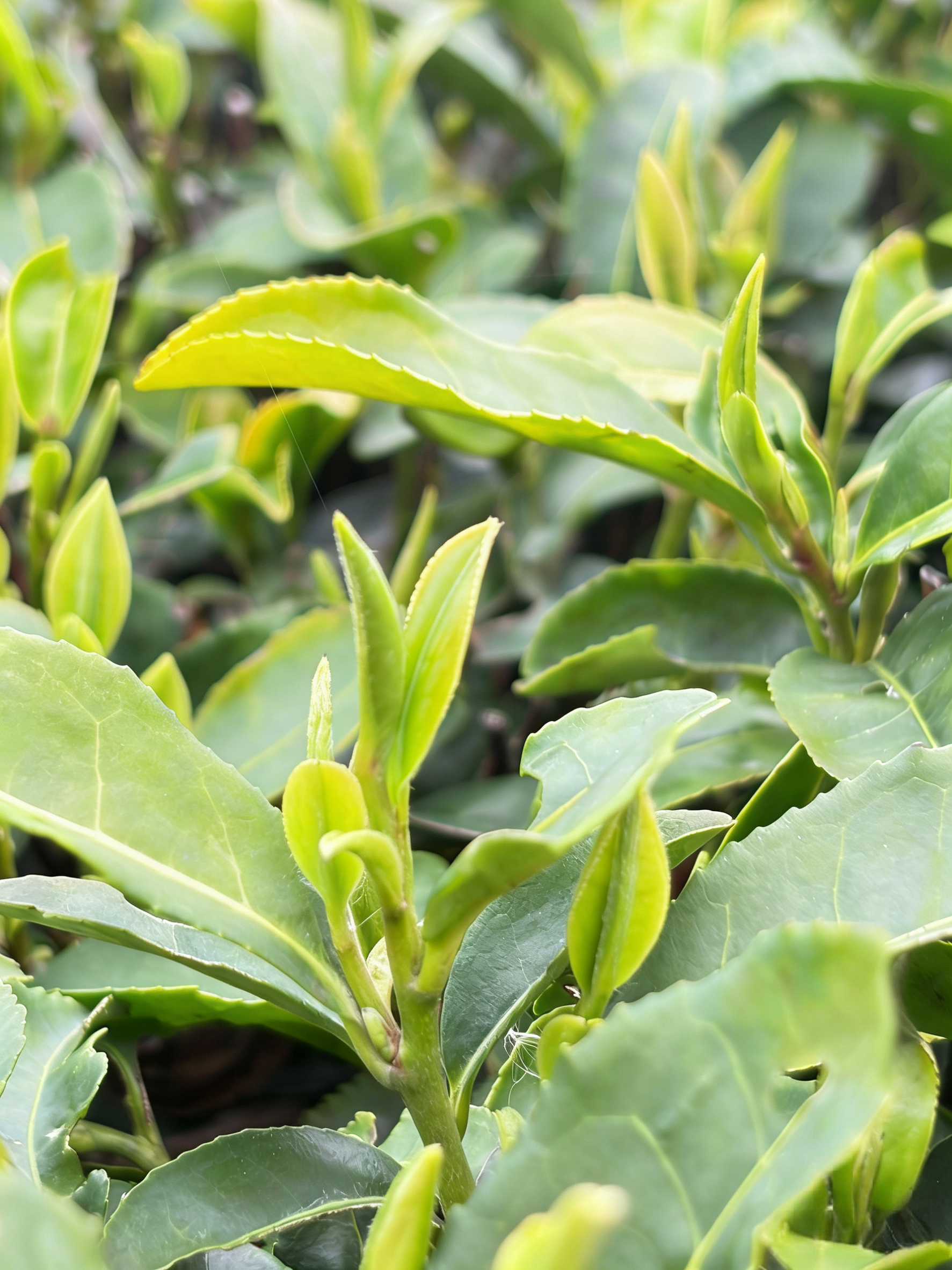 金融赋能茶产业 惠农助农启新程——邮储银行孝感市分行精准滴灌茶产业高质量发展