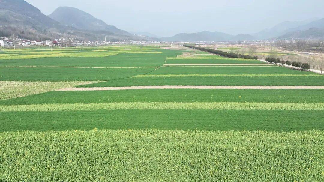  保康农技专家深入田间地头指导春耕春管