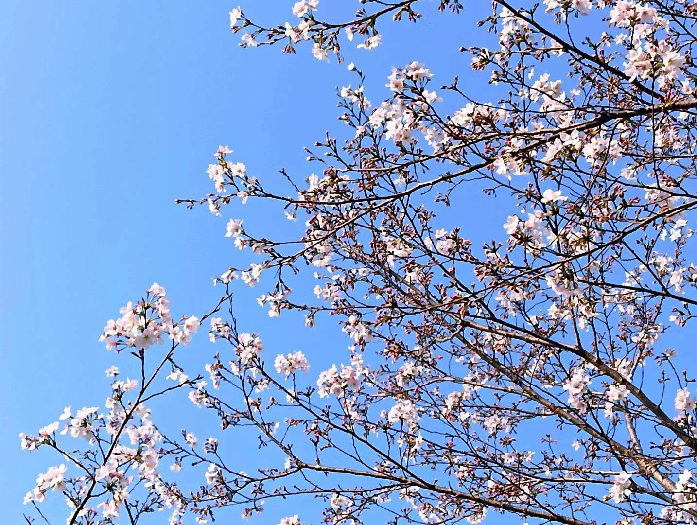 赏花经济升温  洪湖悦兮半岛解锁春游新体验