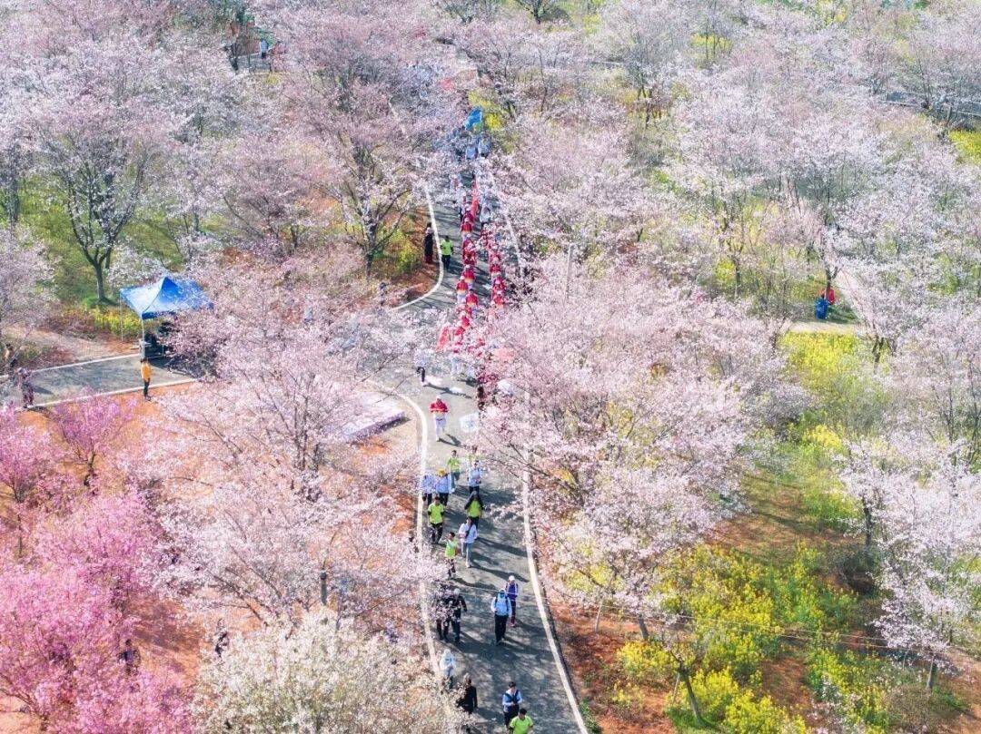 今起，武汉13.14km“最美樱花徒步线”开放报名！