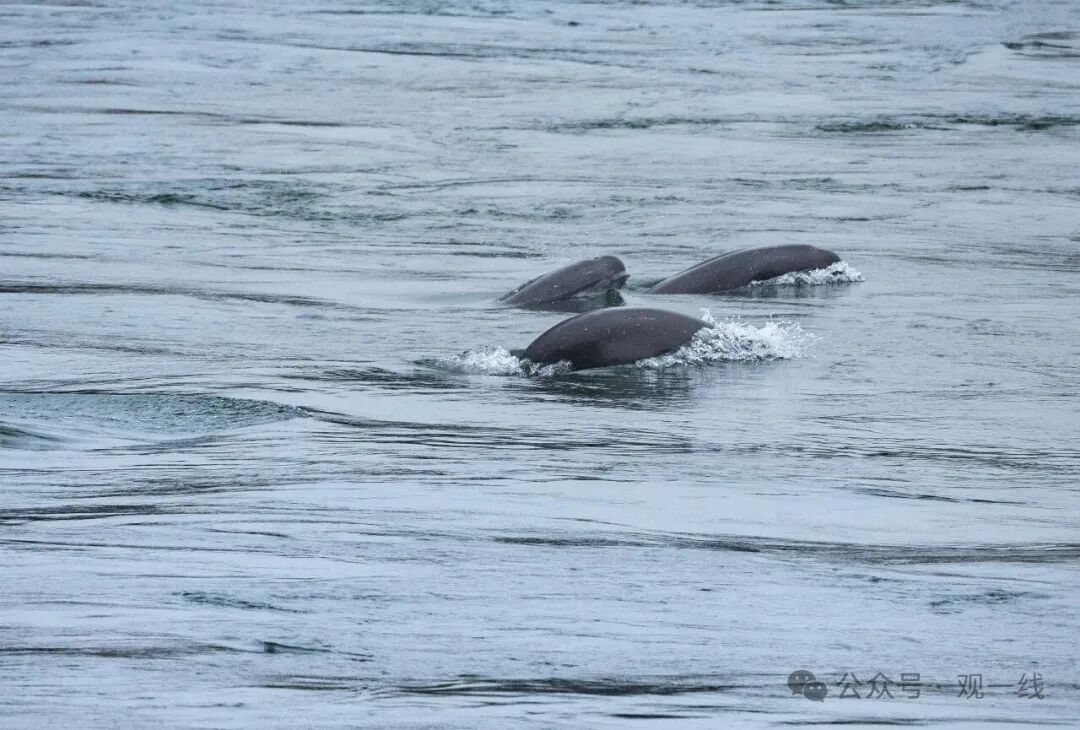 640?wx_fmt=jpeg&from=appmsg&watermark=1&&wxfrom=5&wx_lazy=1#imgI