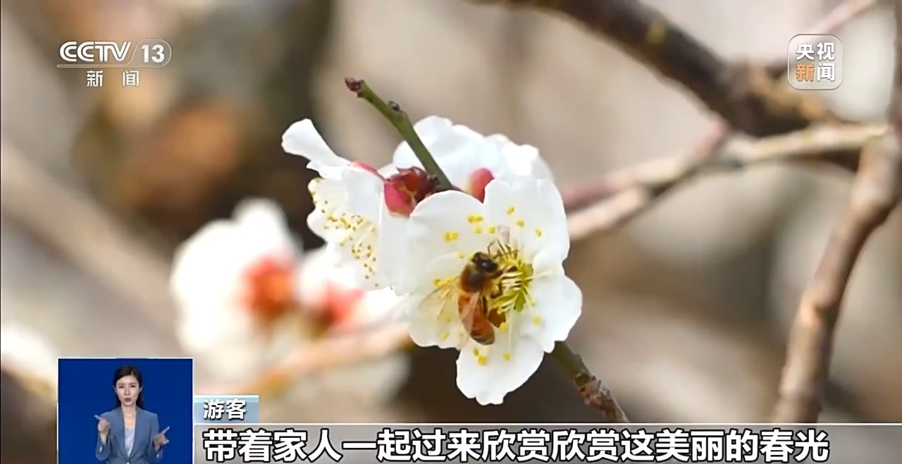 视频丨地上观、空中赏 “赏花+”模式带你解锁乡村旅游新玩法