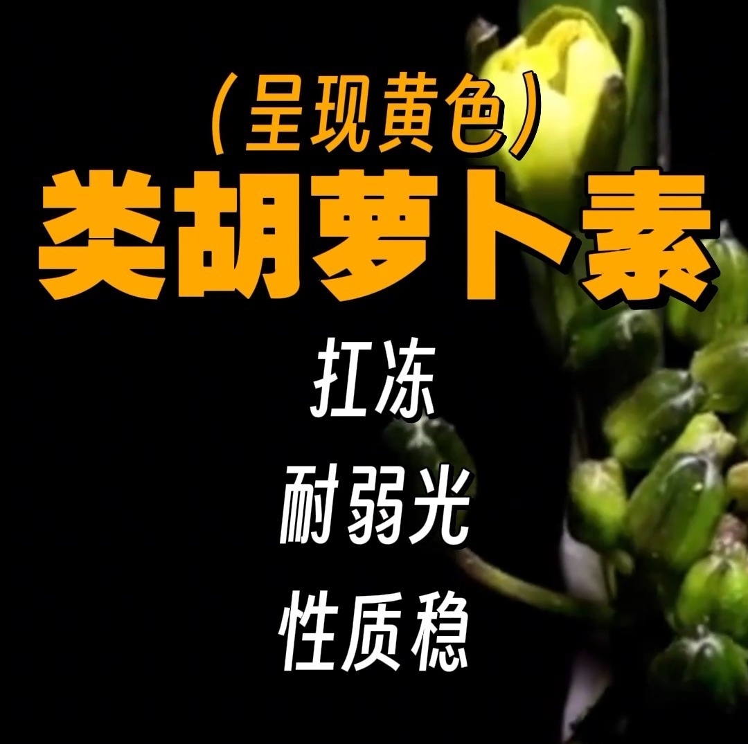 迎春、连翘、油菜花 为何早春开的多是“小黄花”？