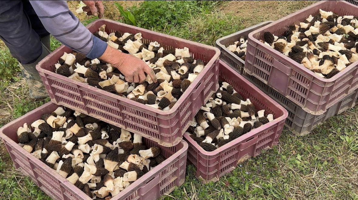  有望获得首批GEP绿色贷款 新洲蘑菇破圈农村秸秆循环利用新风口