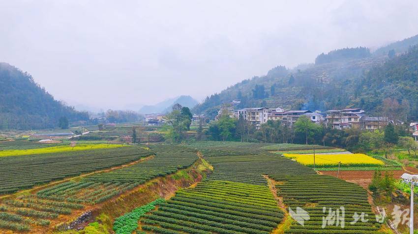  来凤县旧司镇黄土坝村茶厂重建竣工 明前绿茶启新程