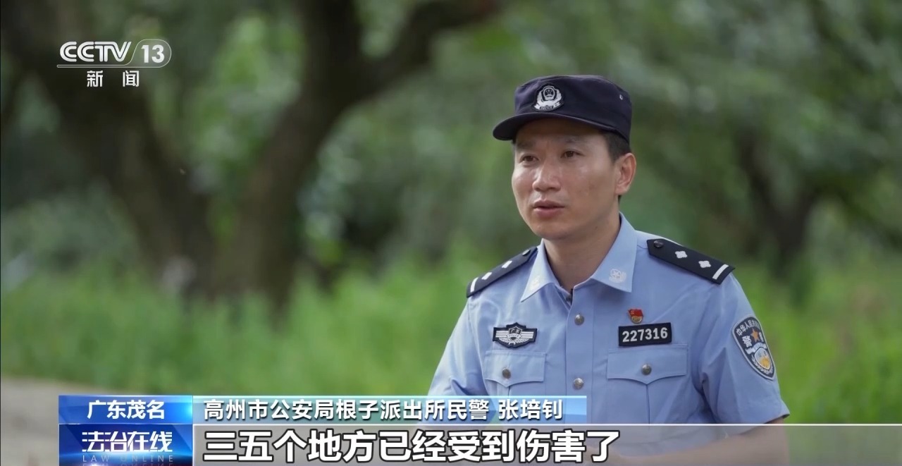  古荔枝树一夜之间遭盗割 竟是为高价出售木瘤