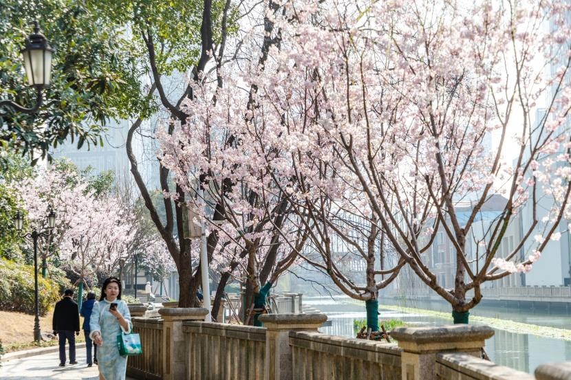 抬头见花转角遇景 武汉把春天“铺”在街头