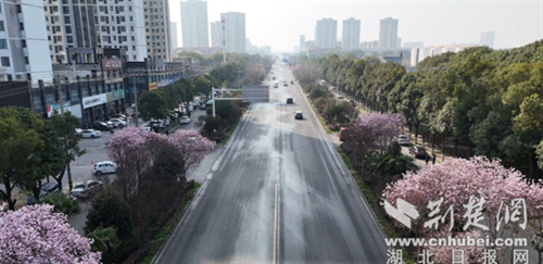  钟祥：春来花似锦 满城春意浓
