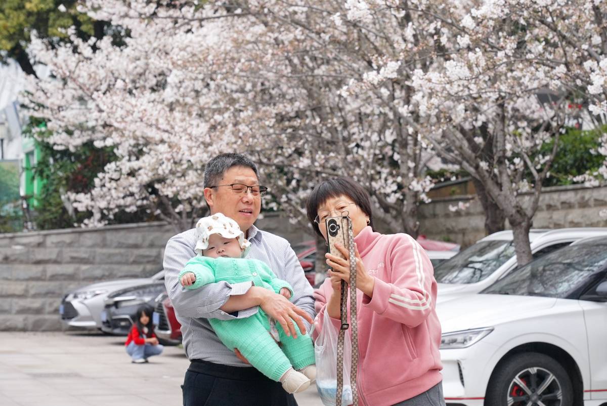  武汉小众樱花机位！ 最美停车场樱花悄然绽放