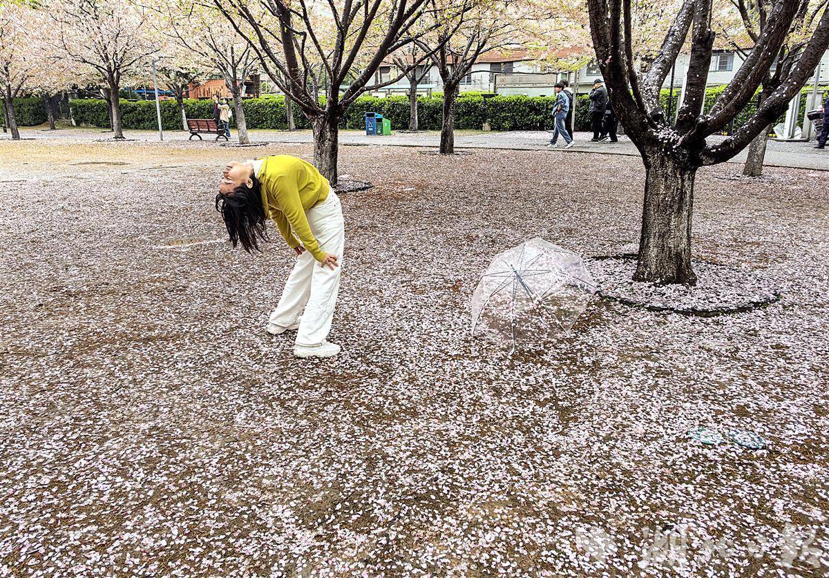  一场风雨     落樱缤纷