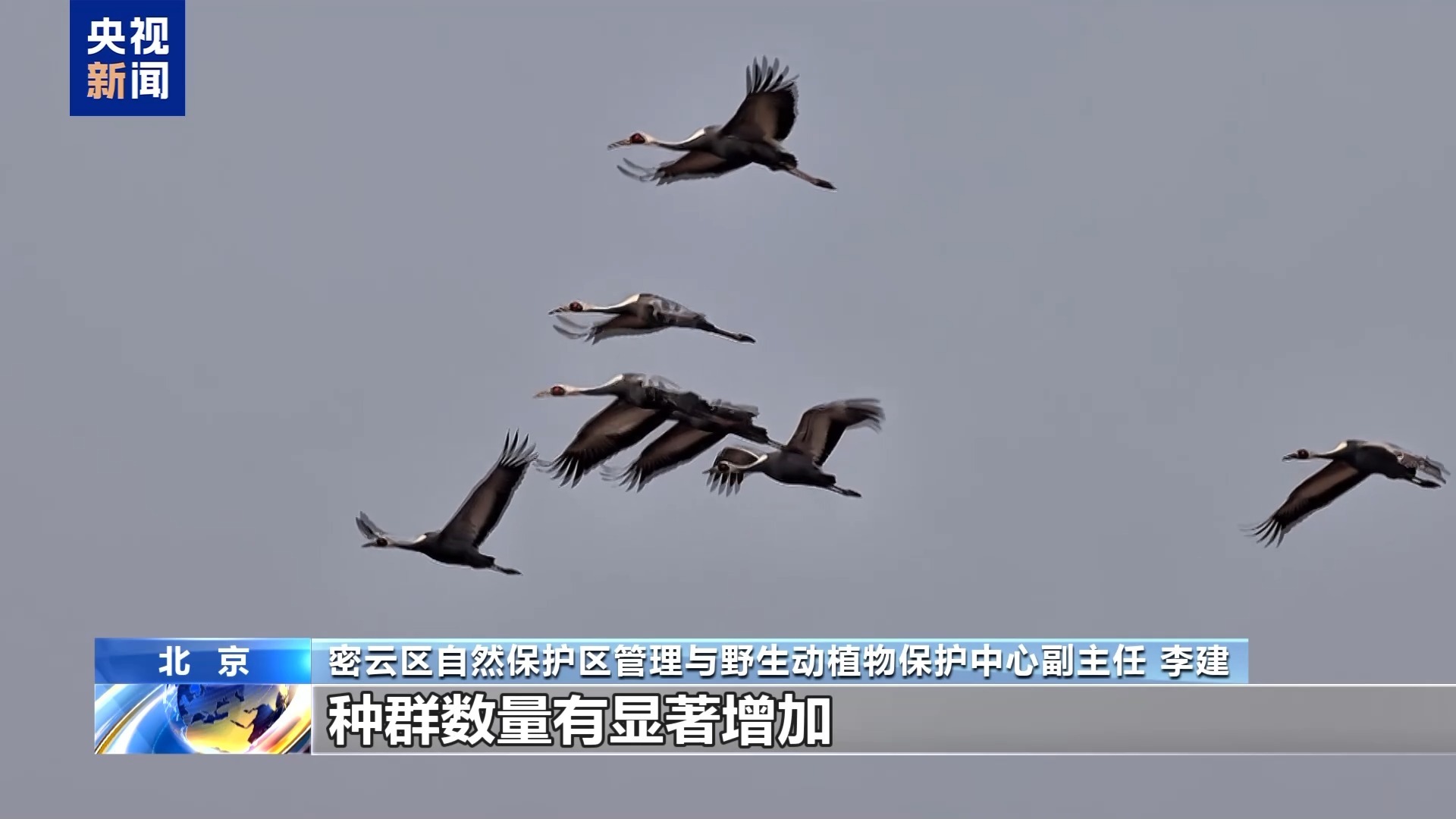 万鸟翔集、鹤舞长天！北京迎来春季候鸟迁徙高峰
