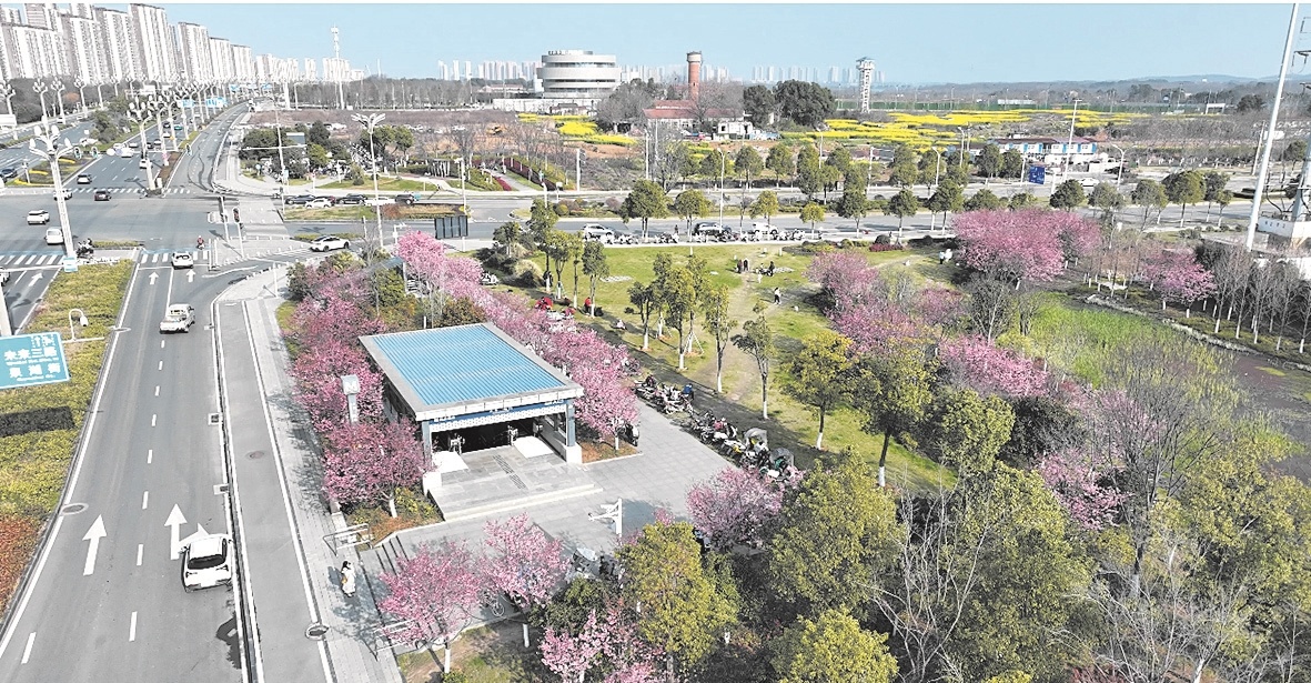  浪漫视觉袭来 武汉“最美樱花地铁站”引市民打卡