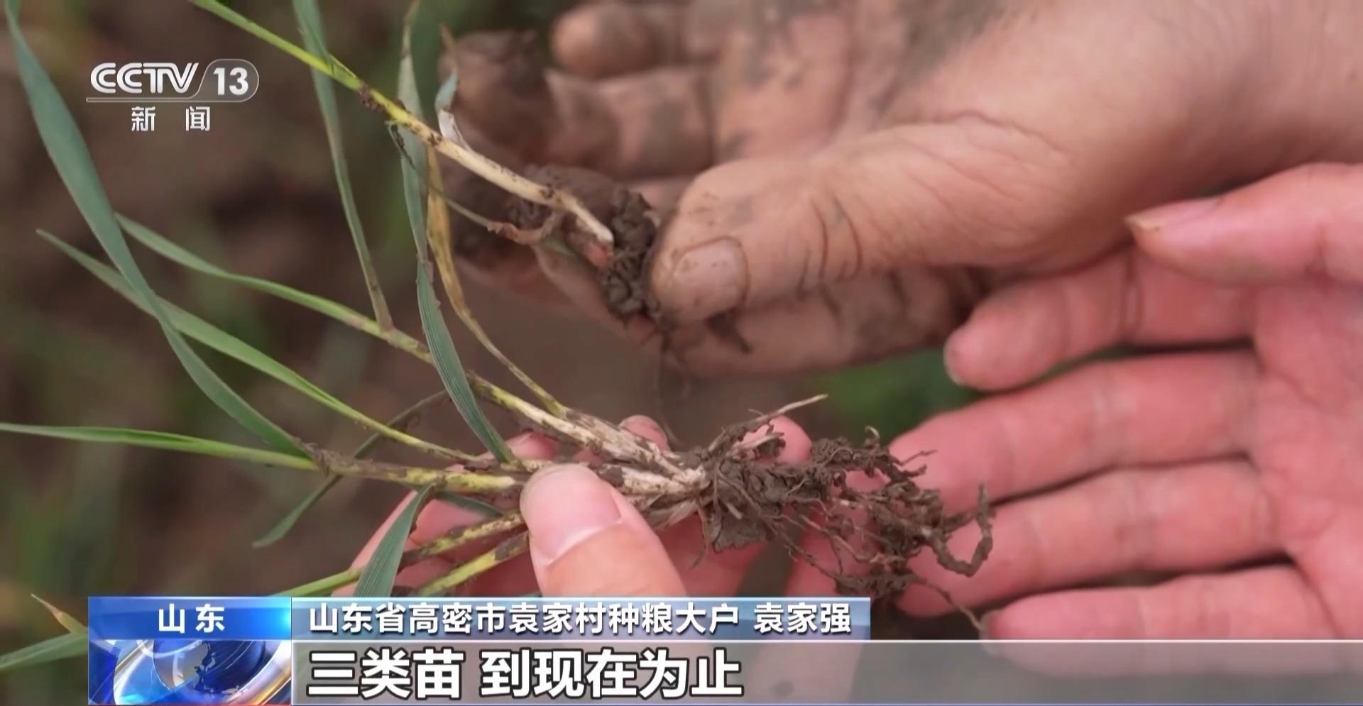  晚播麦吃上“营养餐” 山东精细化田管助小麦“强筋健骨”