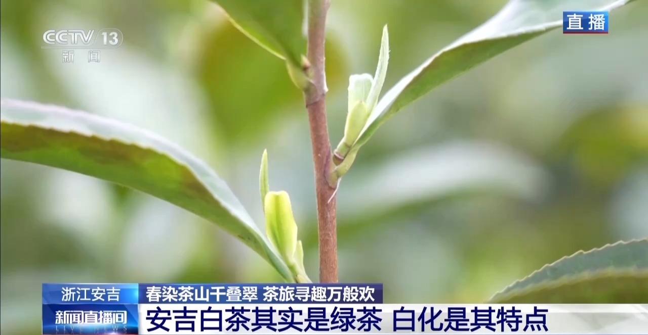 万亩茶园春日上新 解锁安吉白茶品茗新体验