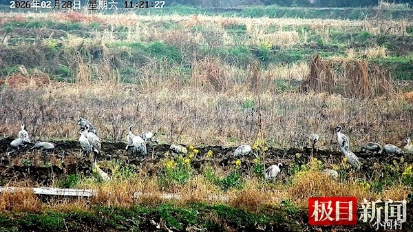 50只灰鹤集结丹江口库区 创当地有监测记录以来新纪录