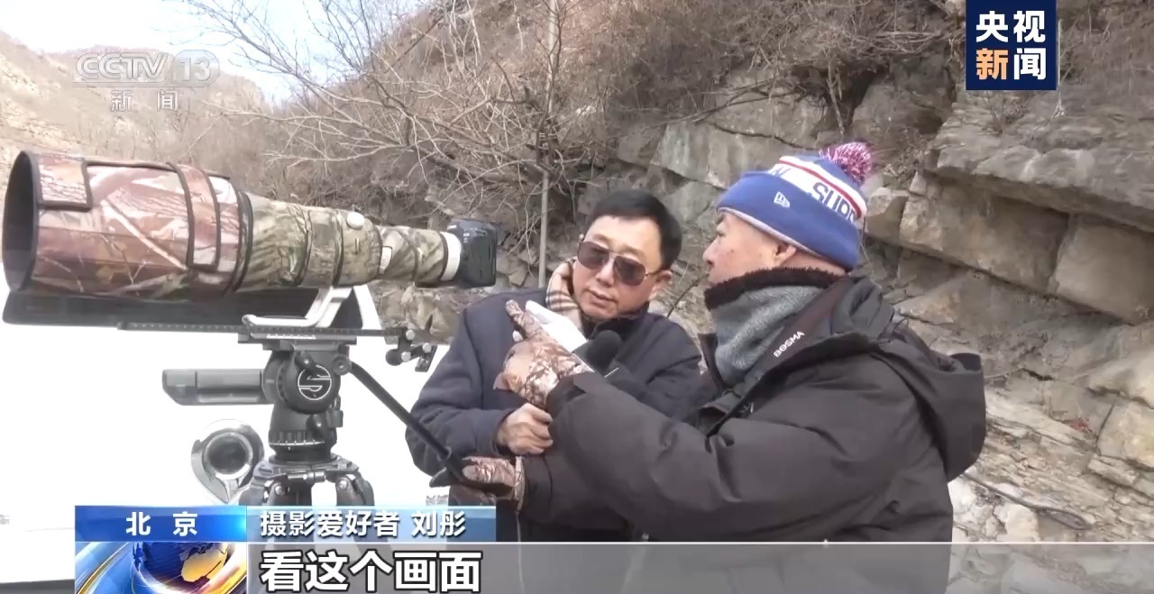  北京近郊猛禽频现 摄影爱好者打卡忙