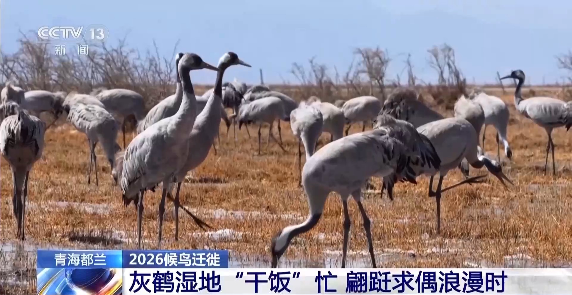 从“稀客”变“常客” 上万只灰鹤“组团”打卡高原湿地