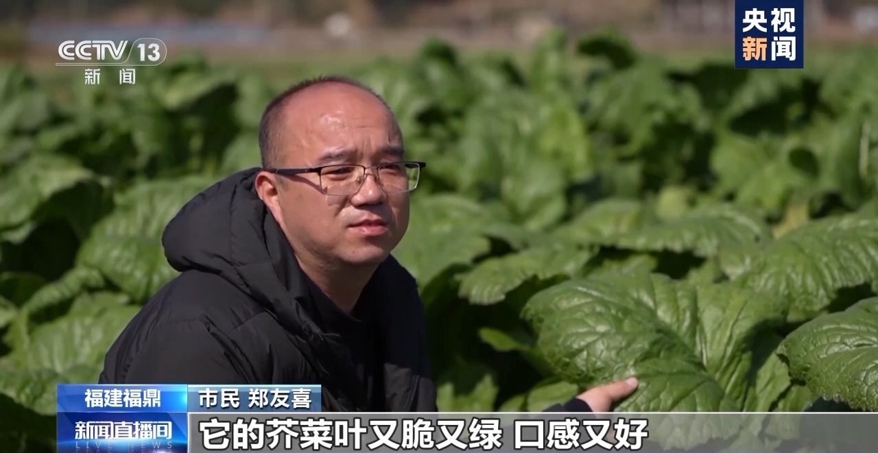 我的午餐丨时令春菜上桌 一席春色暖人间