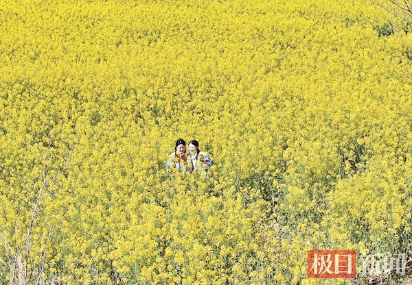 江夏万亩油菜花迎春盛放 吸引众多市民游客前往打卡