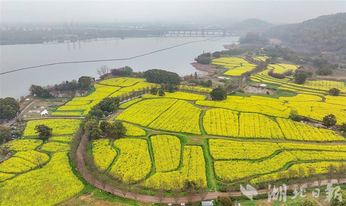 武汉东湖畔的油菜花海美景如画，还在犹豫什么快来打卡