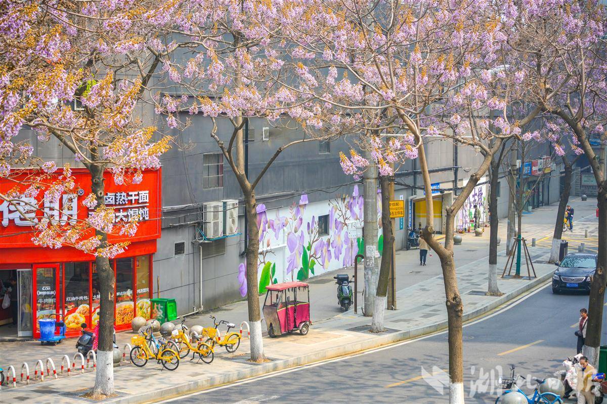 墙上一笔一画、街边一树一花，八古墩的春天“接力”添彩