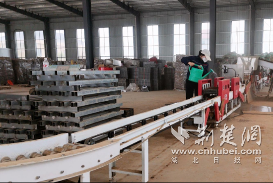 钟祥市喜来丰农业服务专业合作社：科技赋能“慧”育秧 流水线里“长”出新质生产力