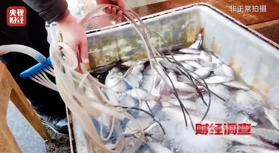 “活鱼被人为麻醉”，记者曝光→