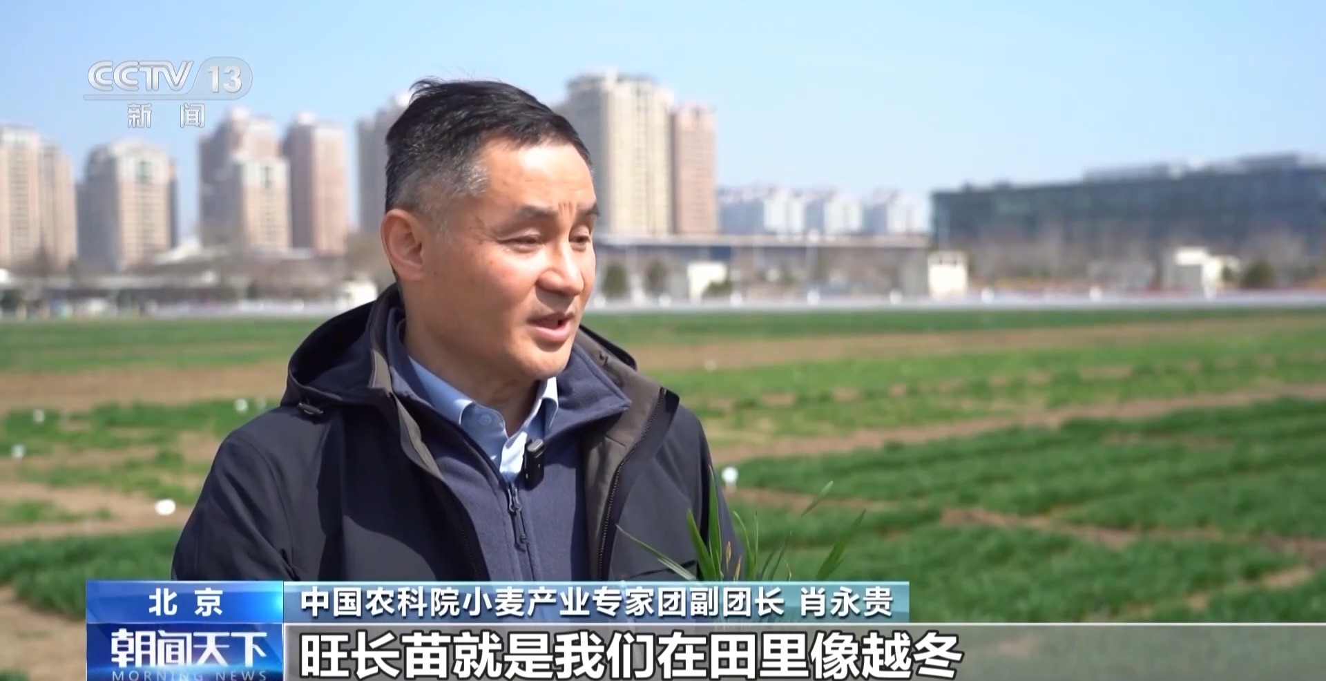 你知道吗 小麦长得太猛要“减肥控旺”