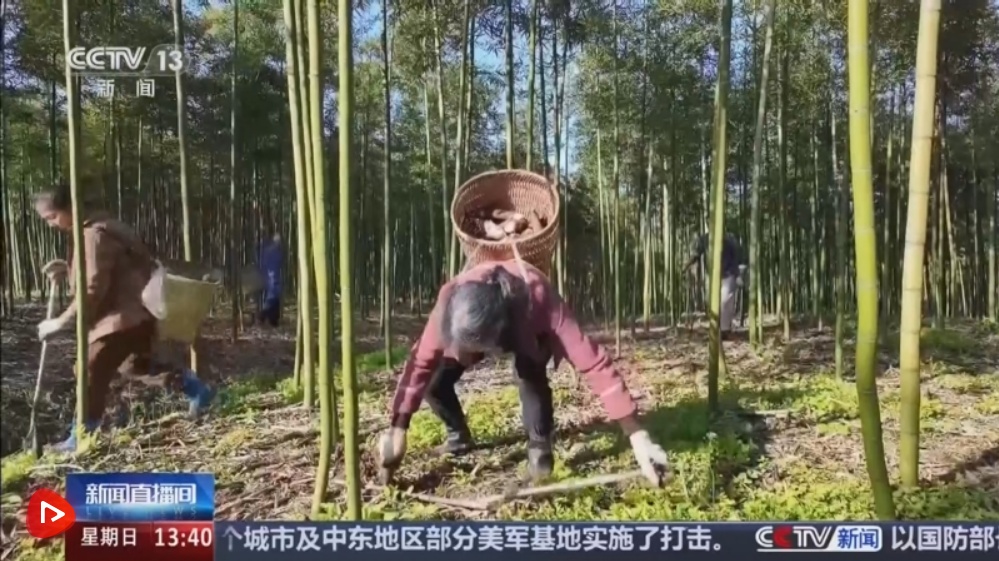 “小春鲜”撬动“大产业” 时令美食为乡村振兴注入蓬勃“春日活力”