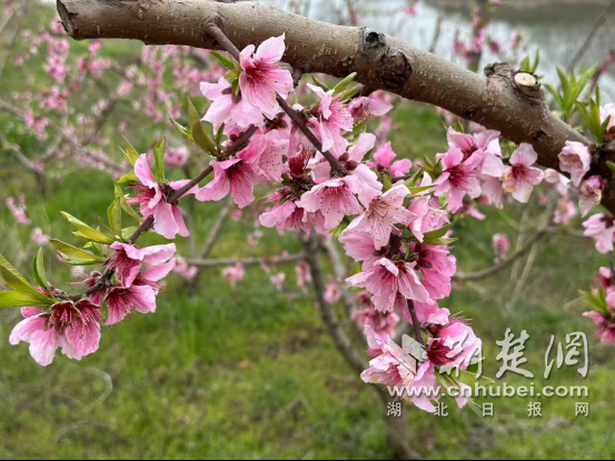 荆门漳河：千亩桃花盛放 邀您共赴一场春日之约！