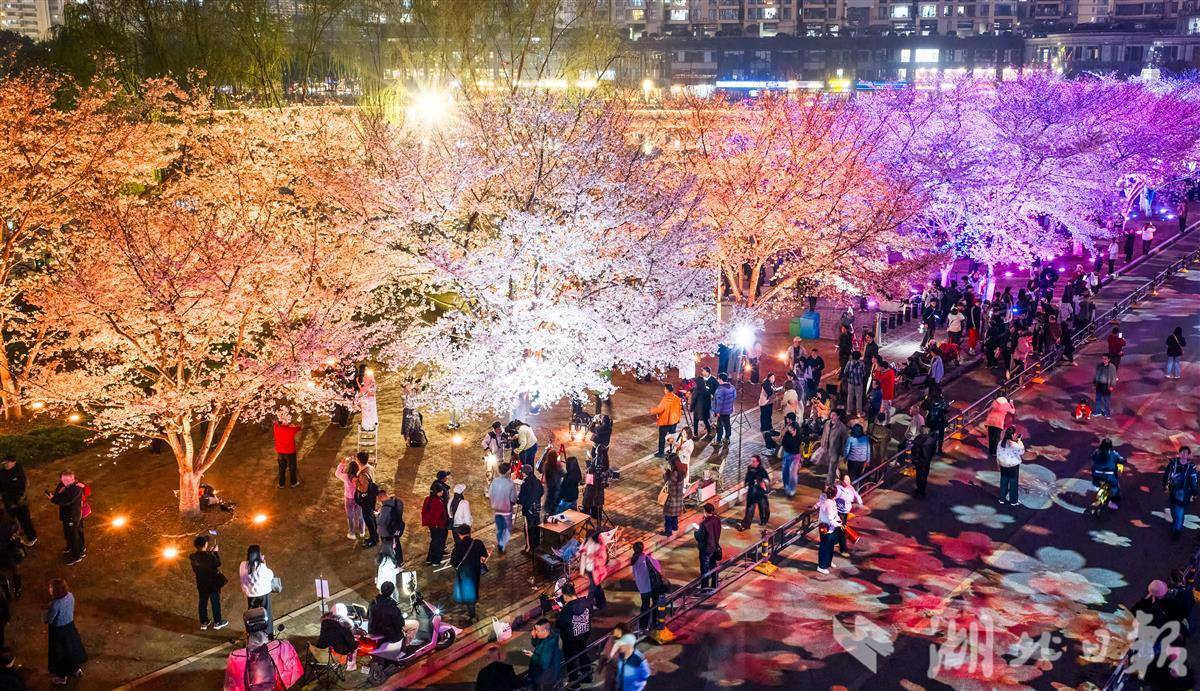  越夜越美！武汉夜樱火爆出圈 人潮花海双向奔赴