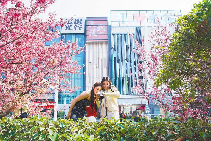 光谷广场早樱盛放解锁江城春日浪漫